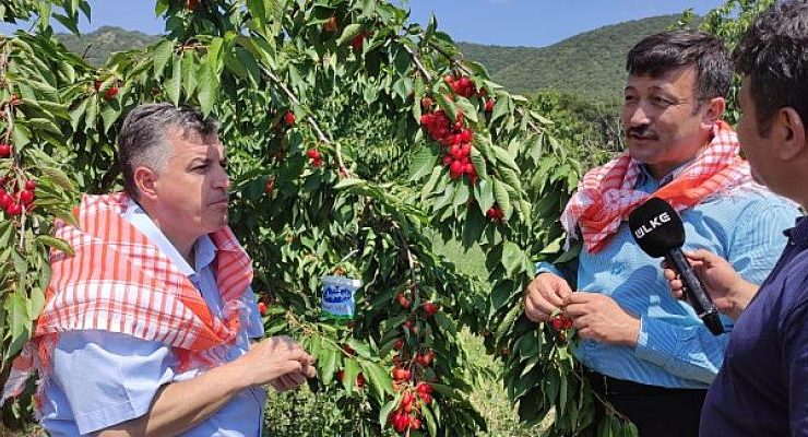 İzmir Milletvekili Hamza Dağ Kınık’ta Üreticilerle Birlikte Kiraz Topladı